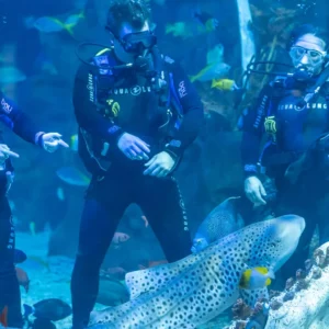 Shark tank, 3 people with scuba gear, blue water one shark