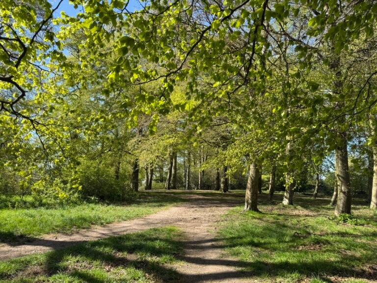 Woodland path through Warley Woods in Bearwood Birmingham