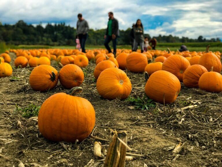 Pumpkin Picking Near Birmingham (2025 Guide)